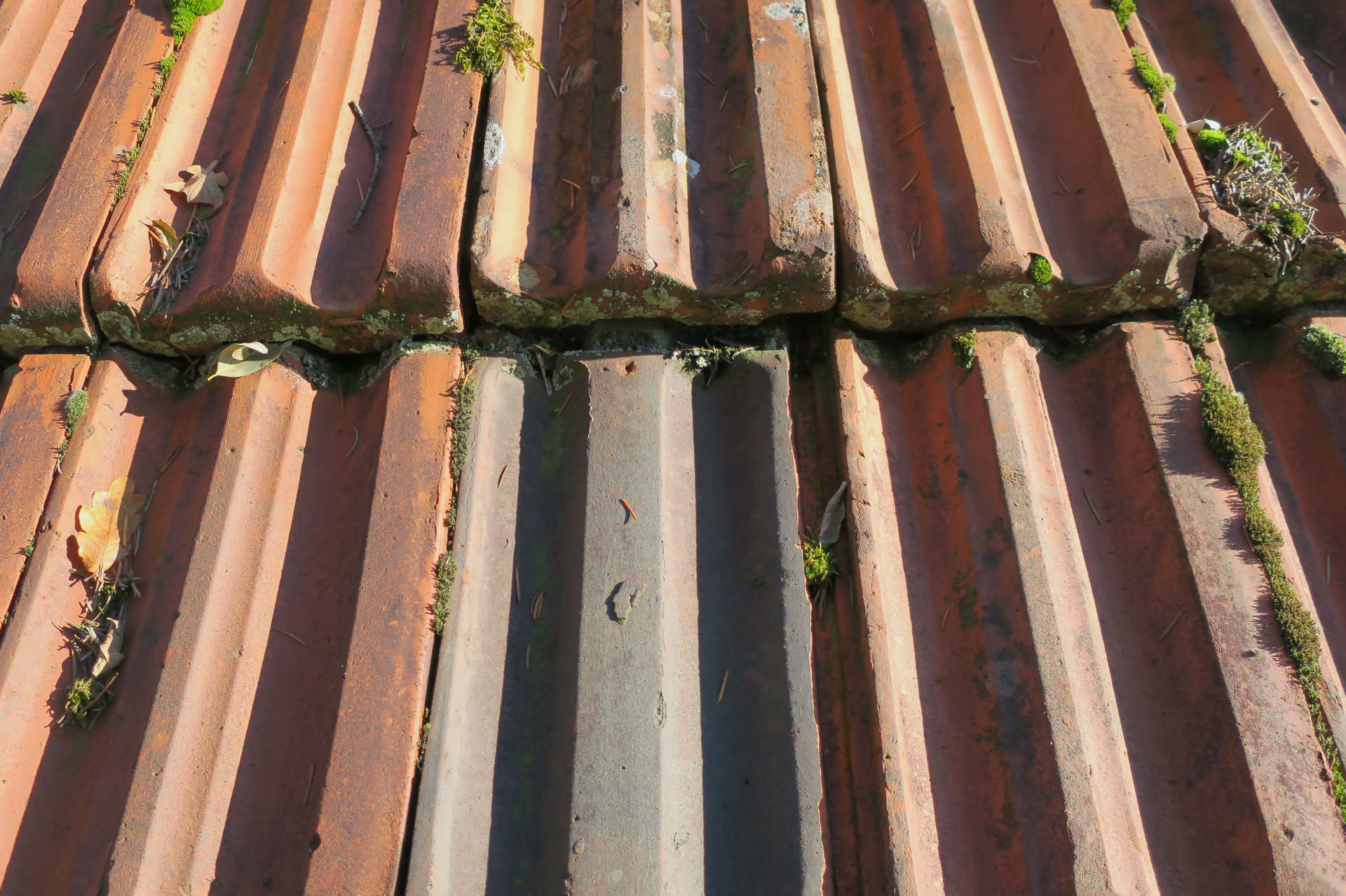 Tiled roof covered with green moss and lichen