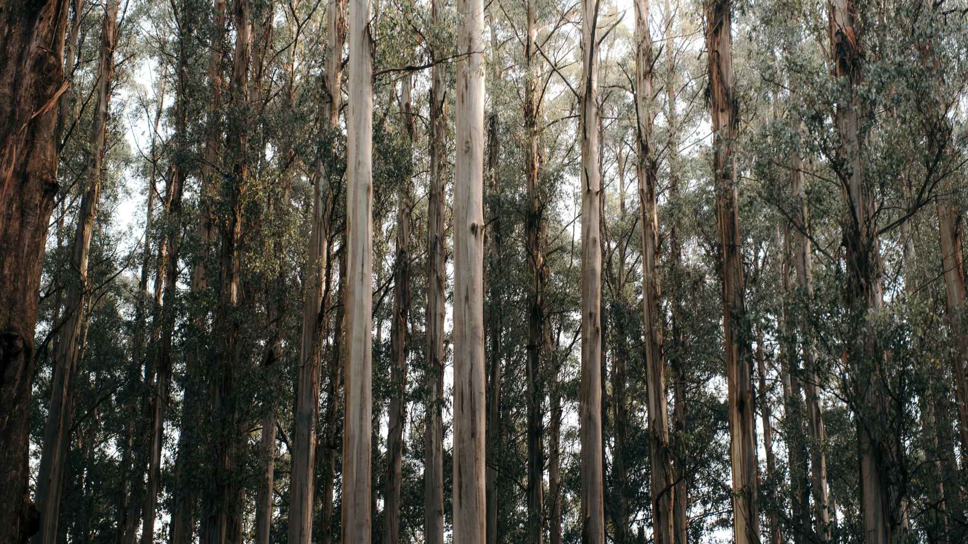 Trees in the Dandenong Ranges
