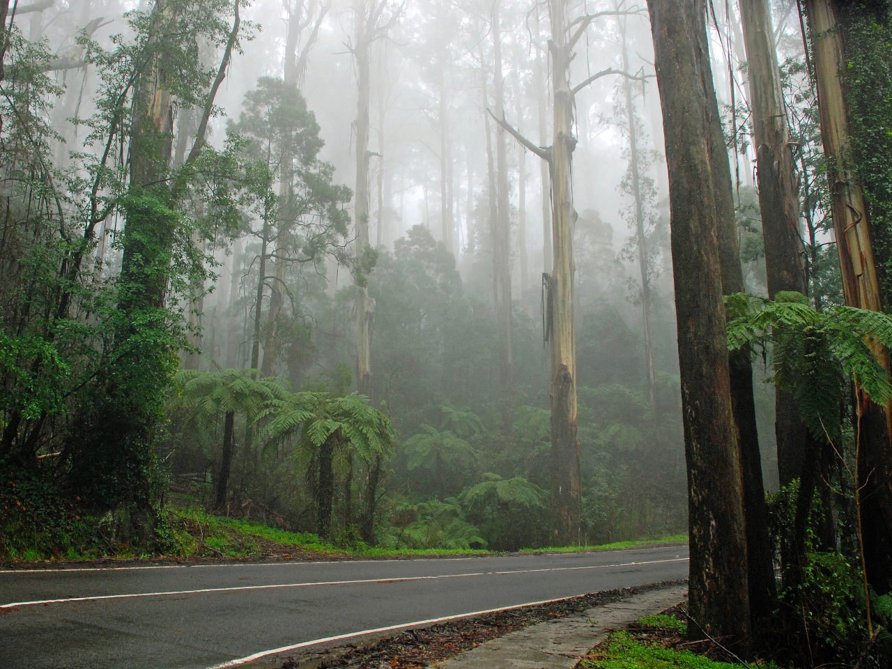 Tall trees in the Dandenongs