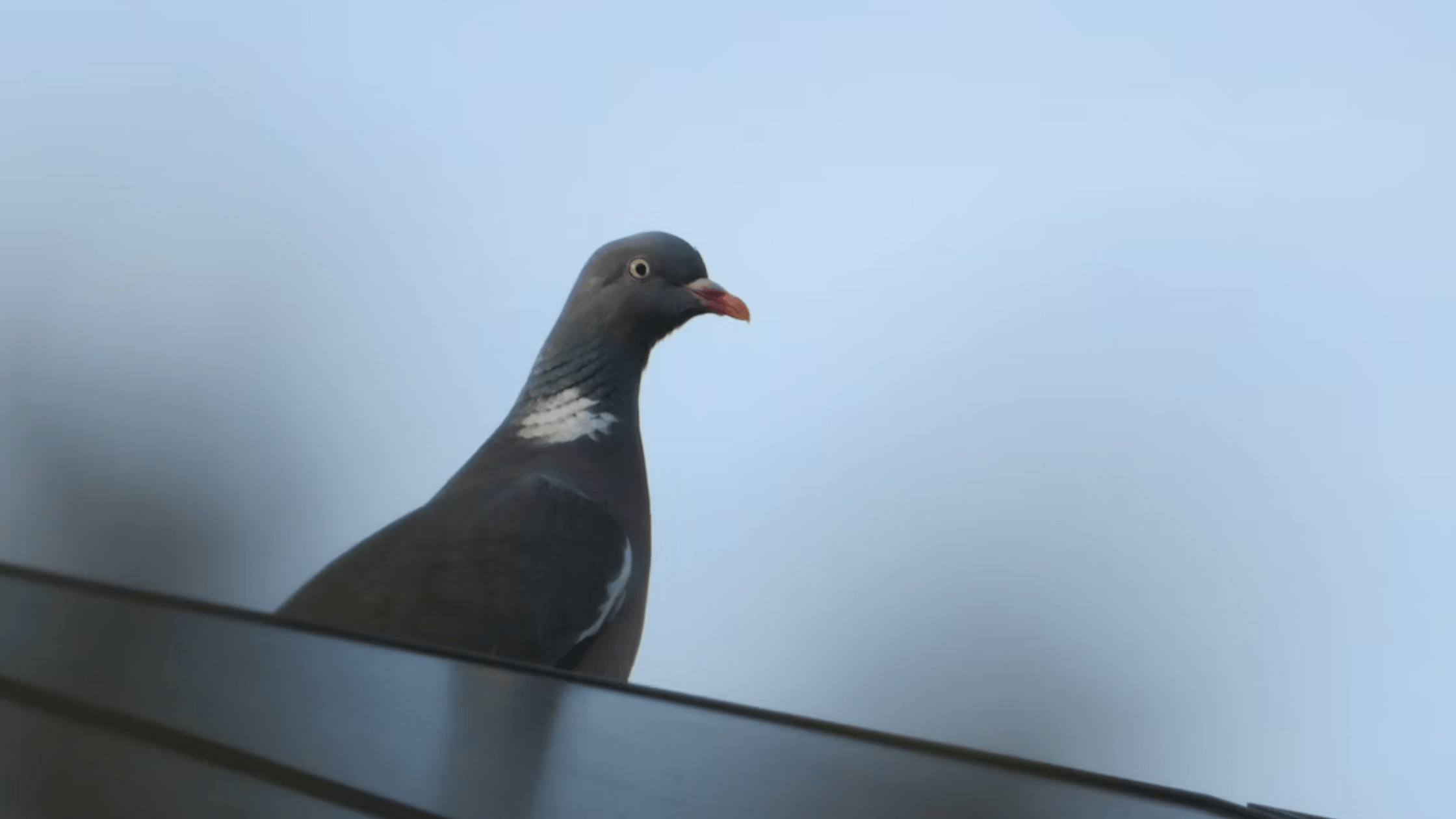 Pigeon trying to enter under solar panels
